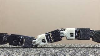 Robotic Snake Traveling Wave Rectilinear Locomotion [upl. by Walworth]