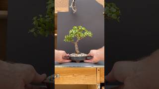 Portulacaria afra bonsai repot bonsai bonsaitree portulacariaafra jadebonsai howtobonsai [upl. by Auqinat198]