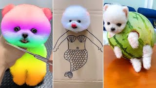 Cute Pomeranian Puppies Doing Funny Things 8  Cute and Funny Dogs 2024  VN Pets [upl. by Garneau]