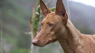 Podenco Canario  Raza de Perro [upl. by Alael]