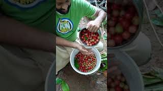 Flacourtia jangomas ലൂബിക്ക ഇംഗ്ലീഷ് Indian coffee plum എന്നു പറയുന്ന Flacourtia jangomas [upl. by Crystie]