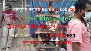 কাপ্তান বাজার কবুতর হাট। Kobutor hat । pigeon market in Bangladesh । kaptan bazar kobutr 2024 [upl. by Bez844]