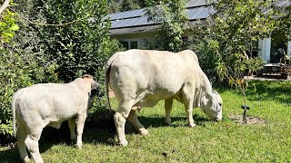 Grazing In the Garden with Flute Music [upl. by Ebarta]