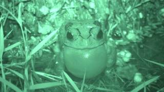 Asian Toad calling frontal view [upl. by Fraser]