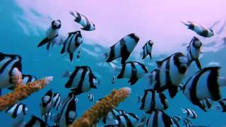 Humbug Damselfish Tricked With GoPro [upl. by Annaigroeg85]