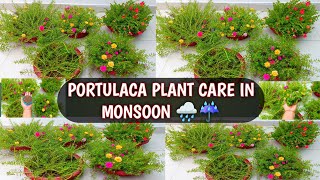 PORTULACA PLANT CARE IN MONSOON FOR HEAVY FLOWERING  PORTULACA GROWING AND FLOWERING TIPS 🌸🌸 [upl. by Boothman]