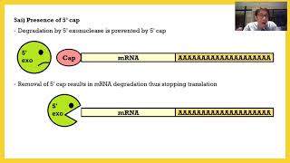 Control Of Eukaryotic Gene Expression 04 Translational Control [upl. by Gerick]