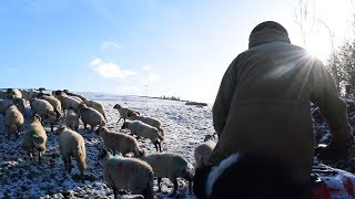 Farming Life Episode 82 Tupping time in the snow ❄️ [upl. by Lucais]