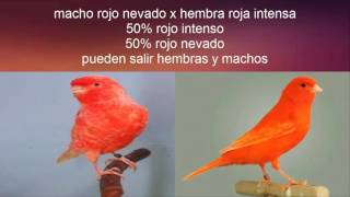 Emparejamiento canarios factor rojo [upl. by Ongun]