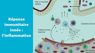 La réponse immunitaire innée  linflammation  Première Spécialité SVT [upl. by Aihsirt]