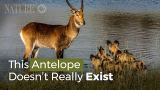 An Antelope That Doesnt Really Exist [upl. by Kryska]