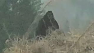 The best Bigfoot photos that exist  Part 2 BIGFOOT SASQUATCH YETI [upl. by Frame]