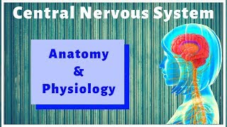 ANATOMY AND PHYSIOLOGY OF CENTRAL NERVOUS SYSTEM  GPAT2020  PHARMACIST EXAM  RAILWAY PHARMACIST [upl. by Locke]