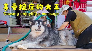 Dogs love massages too so lets give Dawang a fullbody massage【阿盆姐家的大王】 [upl. by Ciaphus]