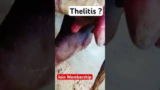 Thelitis Treatment  Join Membership  गायों के स्तनों की सूजन और संक्रमण  cattledisease [upl. by Adav989]