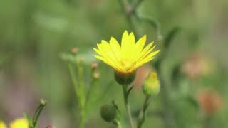 Daisy Fleabane amp Annual Broomweed [upl. by Keary]