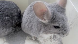 Chinchilla Dust Bath Tutorial  Finale [upl. by Caryl]