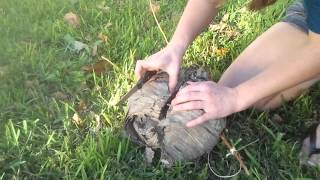 Whats inside this wasp nest [upl. by Holbrook]