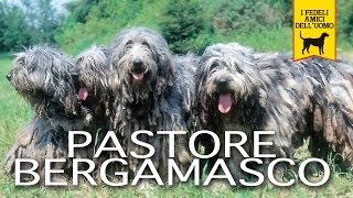 PASTORE BERGAMASCO trailer documentario [upl. by Enniroc906]