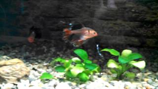 longfin serpae tetra 2014 paludarium [upl. by Demaria405]