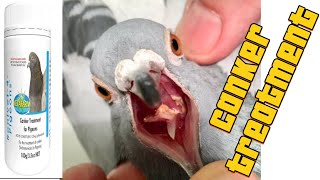 Canker Treatment Racing Pigeons 🏁 [upl. by Esdnyl491]