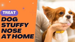 Home Remedies For Dog Stuffy Nose  Providing Him Congestion Relief [upl. by Collie]