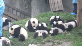 Baby Pandas bottle feeding [upl. by Hera60]