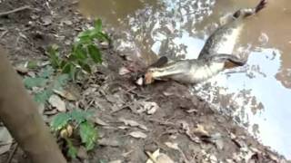 Electric Eel Kills The Alligator  Must See The Alligator Dies [upl. by Repsihw]