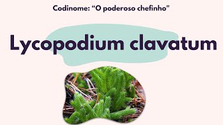 MATÉRIA MÉDICA HOMEOPÁTICA  14  LYCOPODIUM CLAVATUM  Dr Lizandro Leite Brito [upl. by Sesmar493]