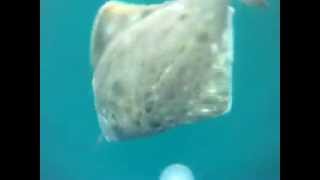 Halibut school attack GoPro [upl. by Tichon708]