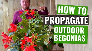 How to propagate a tuberous Begonia plant  Propagation guide of outdoor Begonia plant for gardeners [upl. by Albarran525]