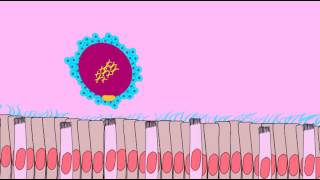 OVIDUCT TRANSPORT OF SECONDARY OOCYTE [upl. by Nywg695]