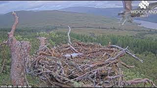 Ludo the Loch Arkaig Osprey chick arrives on the nest to claim yesterdays fish 21 Aug 2023 zoom [upl. by Bik853]