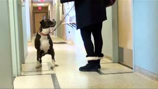 Canine ACL Sit Test [upl. by Sitruk]