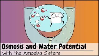 Osmosis and Water Potential Updated [upl. by Nylrehs27]