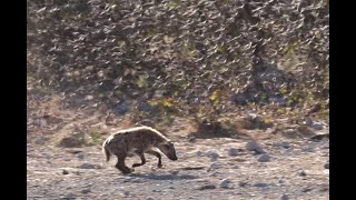 Spotted hyena hunting small birds [upl. by Payne678]