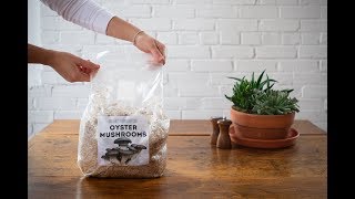 Using an Oyster Mushroom Grow Kit  Grow Oyster Mushrooms at Home [upl. by Yer]