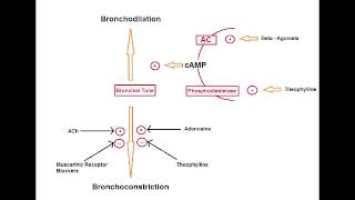 Asthma Drugs  Methylxanthines Theophylline [upl. by Lilybelle]