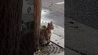 Cat gets shocked by car horn memes catmemes [upl. by Neruat]