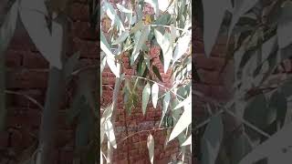 eucalyptus farming  one year old sufaida  sufaida capital gain in 5 years [upl. by Fusuy622]