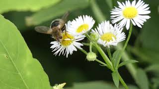 Tachina Fly Licks Annual Fleabane Flowers [upl. by Ellenid]