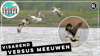 Prooi in de klauwen van een visarend  Zelf Geschoten  Vroege Vogels [upl. by Moses]