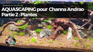 AQUASCAPING pour un couple de Channa Andrao  Partie 2  Plantes [upl. by Enila54]