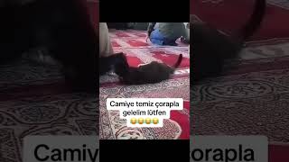 Camiye girerken temiz çoraplarla girelim 😂😂😂 keşfet keşfetbeniöneçıkar funny cat keşfetteyiz [upl. by Forrer679]