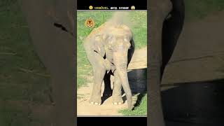 குட்டி யானைகள் மேல எதனால மணலை வாரி போடுறாங்க  Elephant Dust Bath  Animal Voiceover Tamil [upl. by Callum219]