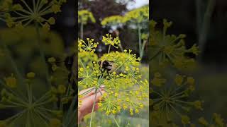 BUMBLE BEE IN EDMONTON CANADA [upl. by Jsandye]