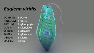 Full lecture on Euglena ClassificationDistribution and Comments [upl. by Oby]