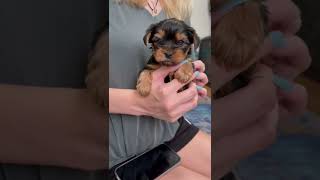 Yorkie puppies age 4 weeks yorkies [upl. by Charla233]