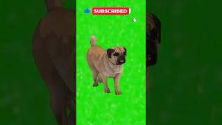 Green screen dog effectgreenscreen shorts [upl. by Jacintha]