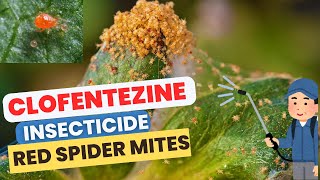 Clofentezine insecticide for controlling red spider mites in apples pears and citrus [upl. by Alejandrina323]